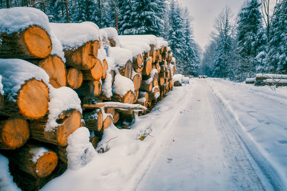 Snow-covered logs line a serene forest road, creating a picturesque winter landscape.
